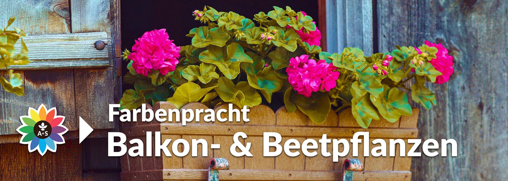 Template Moodbilder GC linksbündig Balkon Beetpflanzen